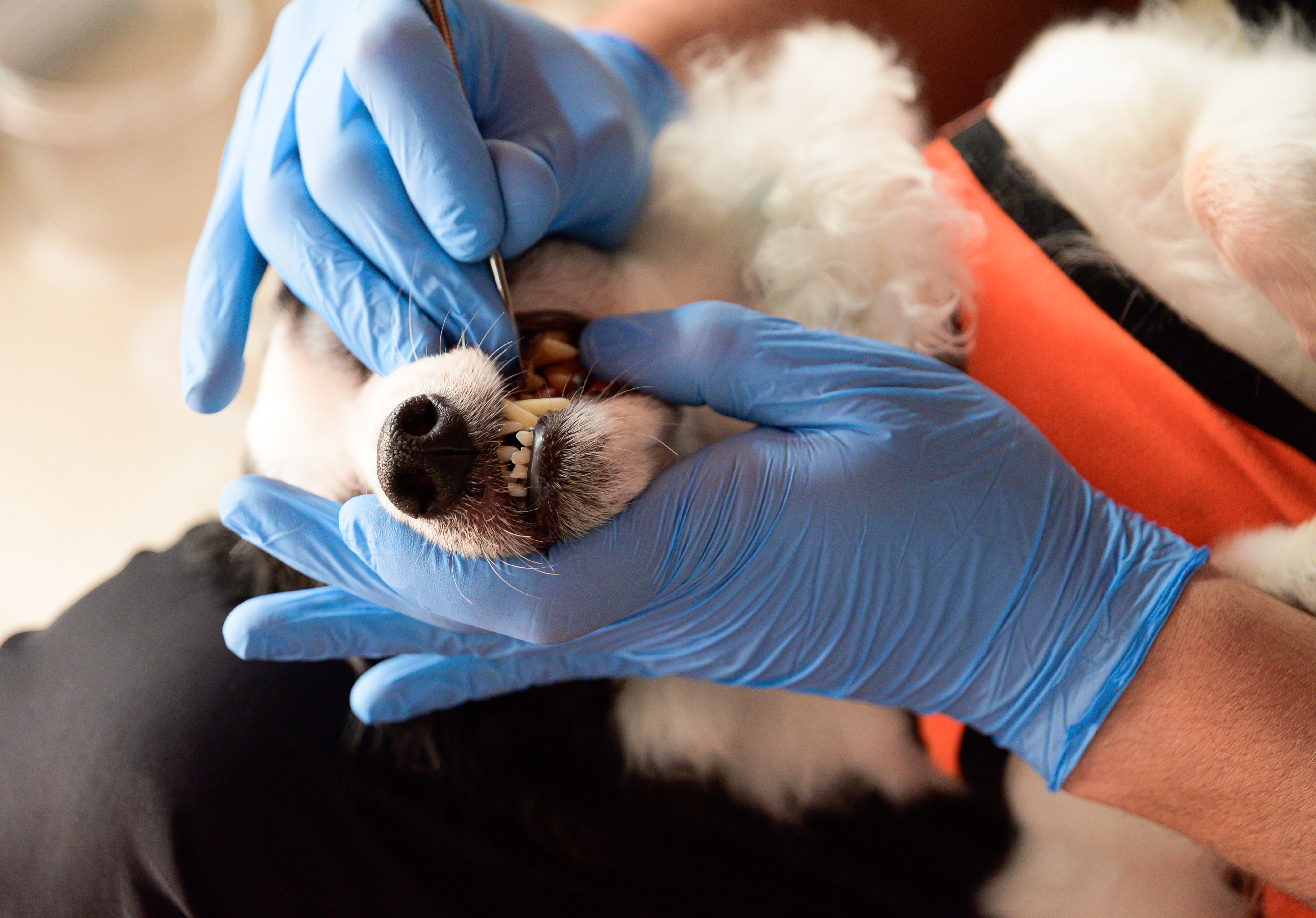 Veterinarian performing an oral examination on a pet